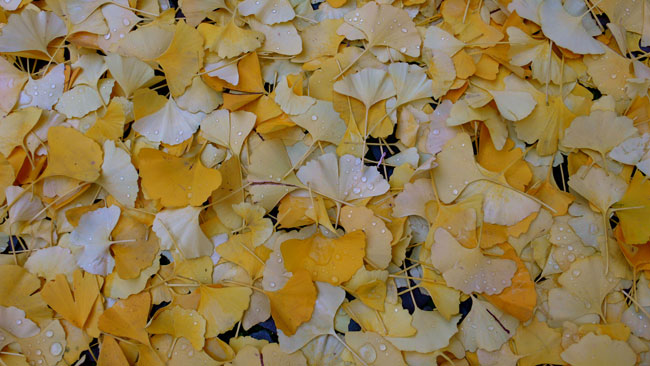 Les feuilles de Ginkobiloba©P.Rocard   Sur les pavés, les feuilles du Ginko Biloba, l'arbre aux milles écus.